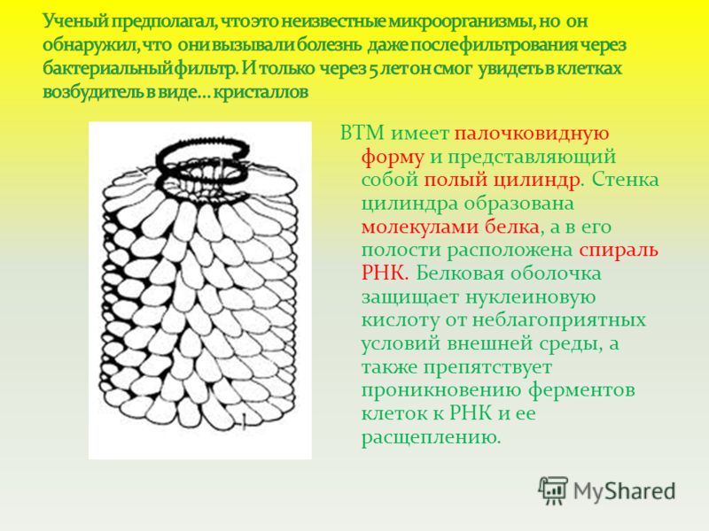 ВТМ имеет палочковидную форму и представляющий собой полый цилиндр. Стенка цилиндра образована молекулами белка, а в его полости расположена спираль РНК. Белковая оболочка защищает нуклеиновую кислоту от неблагоприятных условий внешней среды, а также
