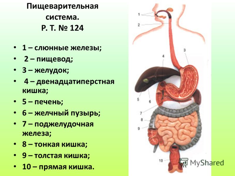 Пищеварительная система. Р. Т. 124 1 – слюнные железы; 2 – пищевод; 3 – желудок; 4 – двенадцатиперстная кишка; 5 – печень; 6 – желчный пузырь; 7 – поджелудочная железа; 8 – тонкая кишка; 9 – толстая кишка; 10 – прямая кишка.