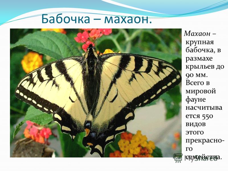 Бабочка – махаон. Махаон – крупная бабочка, в размахе крыльев до 90 мм. Всего в мировой фауне насчитыва ется 550 видов этого прекрасно- го семейства.