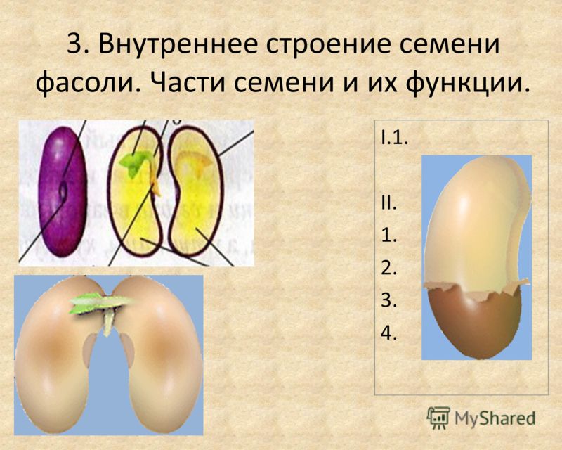 3. Внутреннее строение семени фасоли. Части семени и их функции. I.1. II. 1. 2. 3. 4.