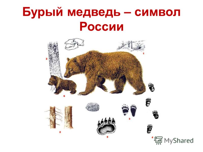 Бурый медведь – символ России