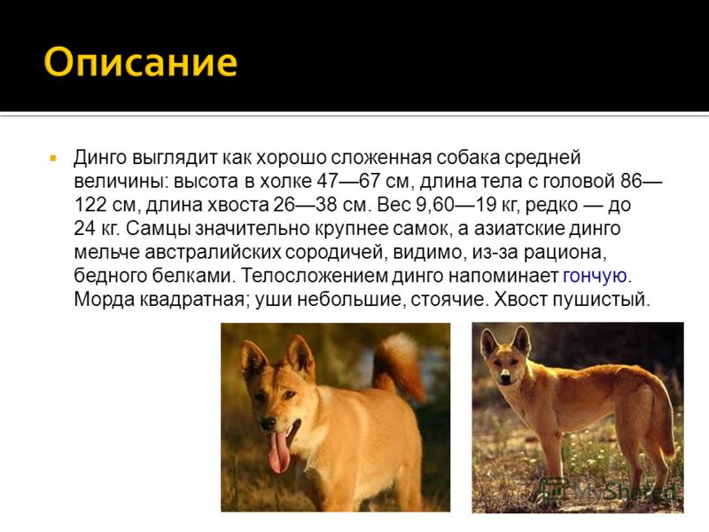 Как выглядит дикая собака динго Дикая собака динго презентация