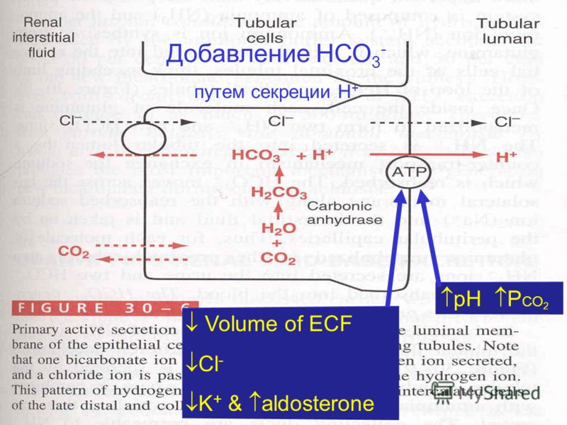 Добавление НСО 3 - путем секреции Н + pH P CO 2 Volume of ECF Cl - K + & aldosterone