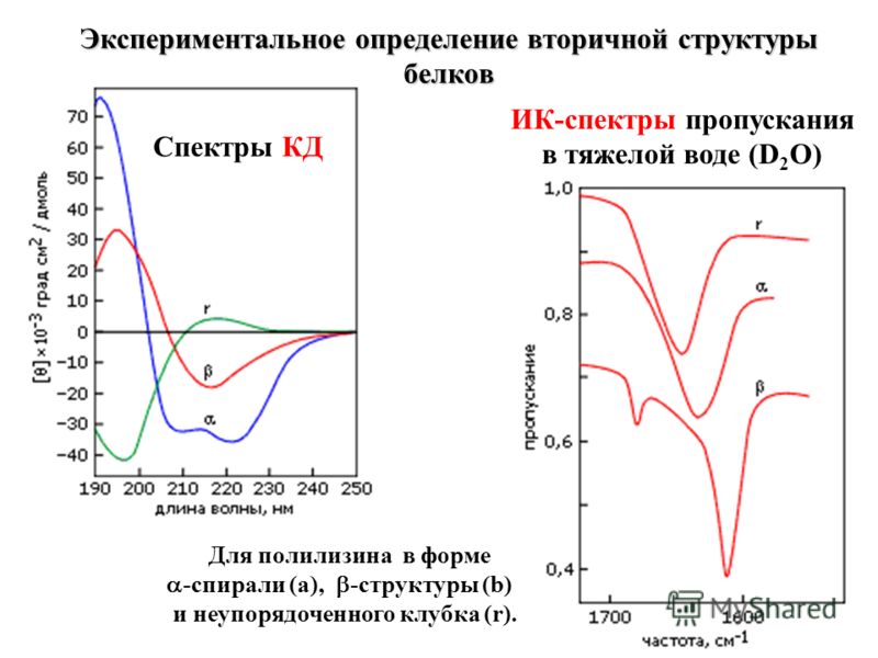 Экспериментальное определение вторичной структуры белков Для полилизина в форме -спирали (a), -структуры (b) и неупорядоченного клубка (r). Спектры КД ИК-спектры пропускания в тяжелой воде (D 2 O)