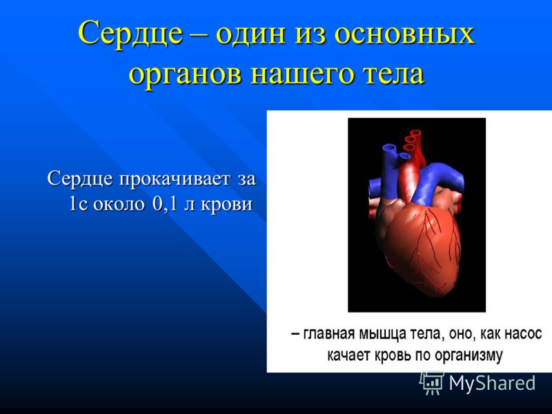 Сердце – один из основных органов нашего тела Сердце прокачивает за 1с около 0,1 л крови