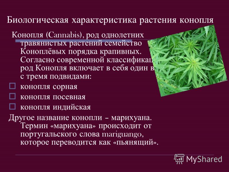 Биологическая характеристика растения конопля Конопля (Cannabis), род однолетних травянистых растений семейство Коноплёвых порядка крапивных. Согласно современной классификации, род Конопля включает в себя один вид с тремя подвидами : конопля сорная 