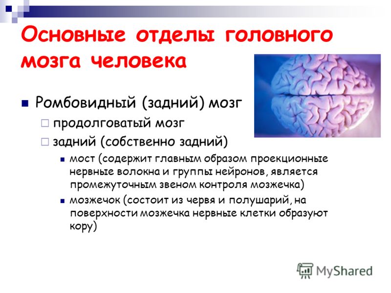 Основные отделы головного мозга человека Ромбовидный (задний) мозг продолговатый мозг задний (собственно задний) мост (содержит главным образом проекционные нервные волокна и группы нейронов, является промежуточным звеном контроля мозжечка) мозжечок 
