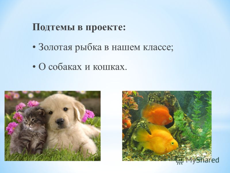 Подтемы в проекте: Золотая рыбка в нашем классе; О собаках и кошках.