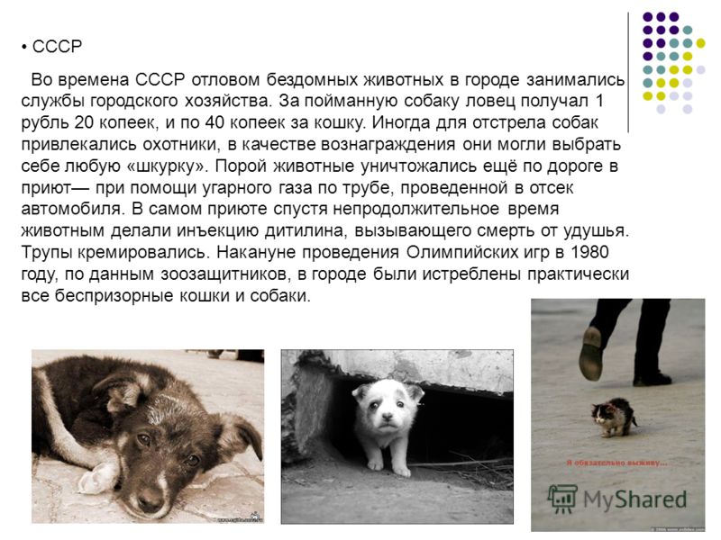 СССР Во времена СССР отловом бездомных животных в городе занимались службы городского хозяйства. За пойманную собаку ловец получал 1 рубль 20 копеек, и по 40 копеек за кошку. Иногда для отстрела собак привлекались охотники, в качестве вознаграждения 