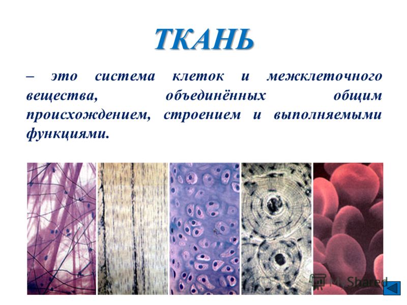 ТКАНЬ – это система клеток и межклеточного вещества, объединённых общим происхождением, строением и выполняемыми функциями.