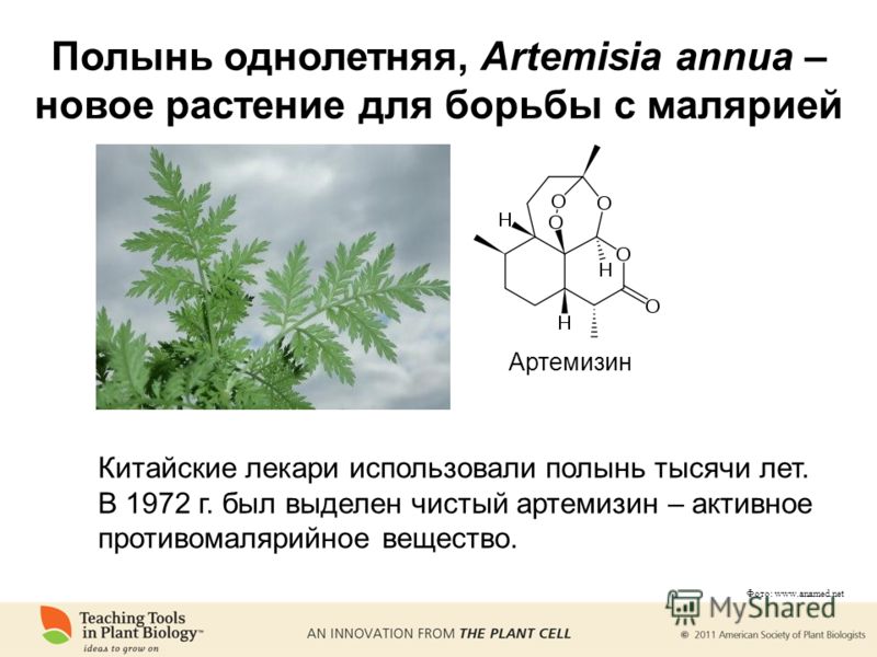 Фото: www.anamed.net Артемизин Китайские лекари использовали полынь тысячи лет. В 1972 г. был выделен чистый артемизин – активное противомалярийное вещество. Полынь однолетняя, Artemisia annua – новое растение для борьбы с малярией