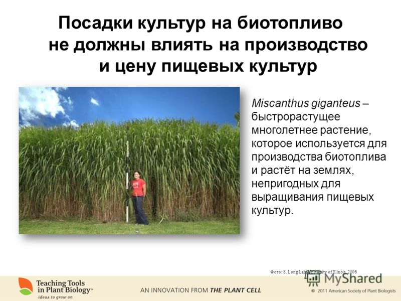Miscanthus giganteus – быстрорастущее многолетнее растение, которое используется для производства биотоплива и растёт на землях, непригодных для выращивания пищевых культур. Фото: S. Long Lab, University of Illinois, 2006 Посадки культур на биотоплив