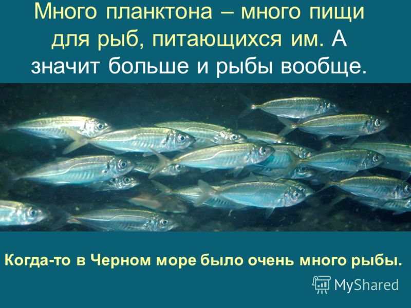 Много планктона – много пищи для рыб, питающихся им. А значит больше и рыбы вообще. Когда-то в Черном море было очень много рыбы.