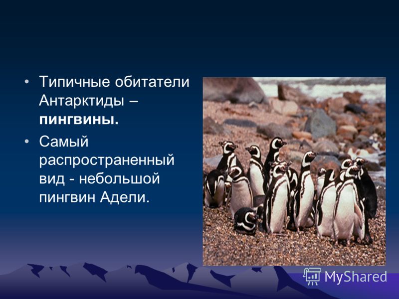 Типичные обитатели Антарктиды – пингвины. Самый распространенный вид - небольшой пингвин Адели.