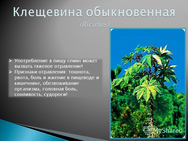 Погода в москве на лето 2011