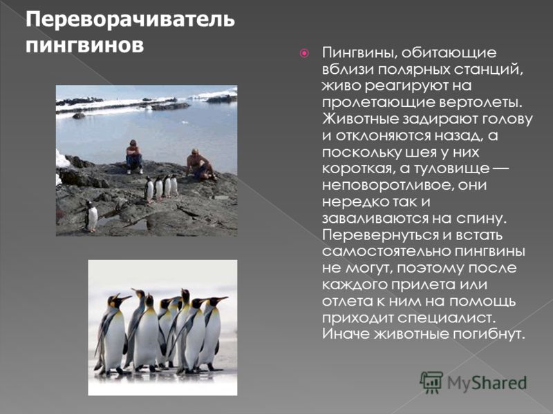 Пингвины, обитающие вблизи полярных станций, живо реагируют на пролетающие вертолеты. Животные задирают голову и отклоняются назад, а поскольку шея у них короткая, а туловище неповоротливое, они нередко так и заваливаются на спину. Перевернуться и вс