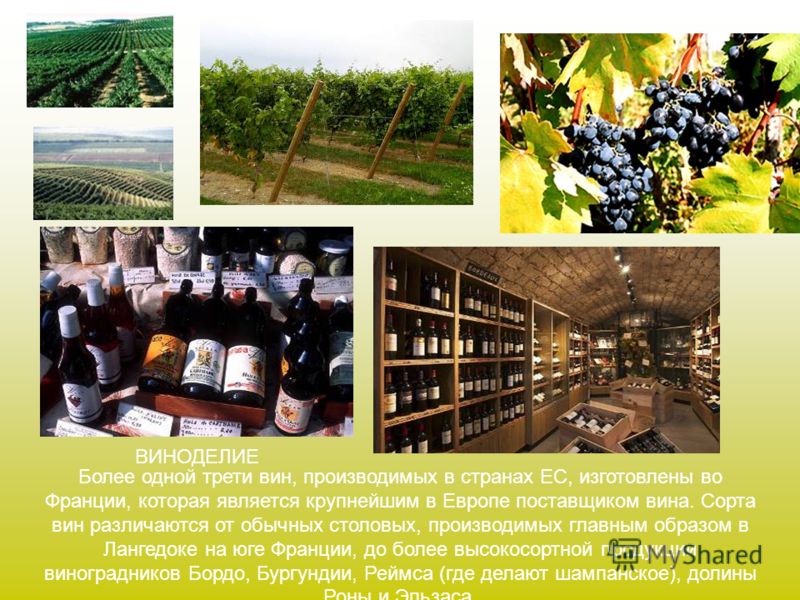 ВИНОДЕЛИЕ Более одной трети вин, производимых в странах ЕС, изготовлены во Франции, которая является крупнейшим в Европе поставщиком вина. Сорта вин различаются от обычных столовых, производимых главным образом в Лангедоке на юге Франции, до более вы