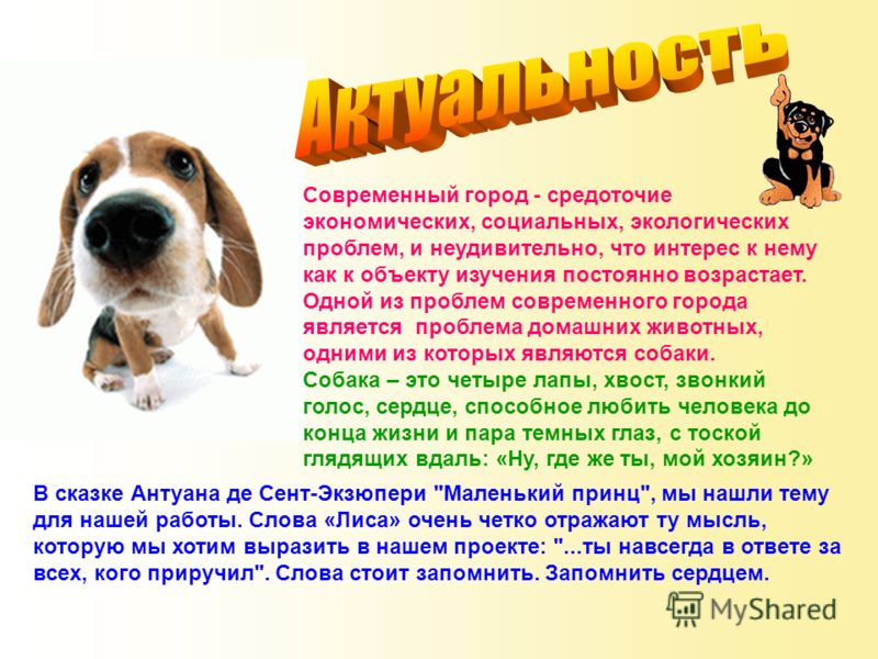 Проект мы в ответе кого приручили