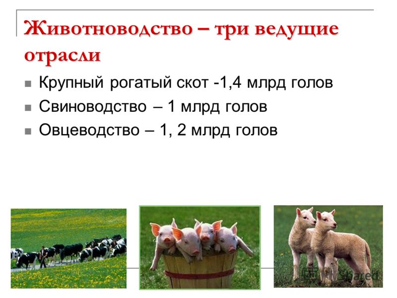 Животноводство – три ведущие отрасли Крупный рогатый скот -1,4 млрд голов Свиноводство – 1 млрд голов Овцеводство – 1, 2 млрд голов