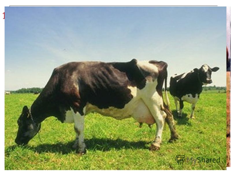 1) Крупный рогатый скот – 1/3 производства мяса (1,4 млрд голов) Молочное направление (густонаселённые районы Европы и Сев.Америки) Молочное направление (густонаселённые районы Европы и Сев.Америки) Мясо-молочное (в районах умеренного пояса с интенси