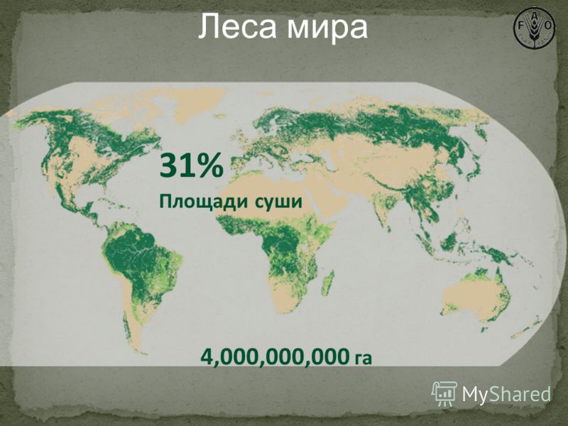 Леса мира 31% Площади суши 4,000,000,000 га