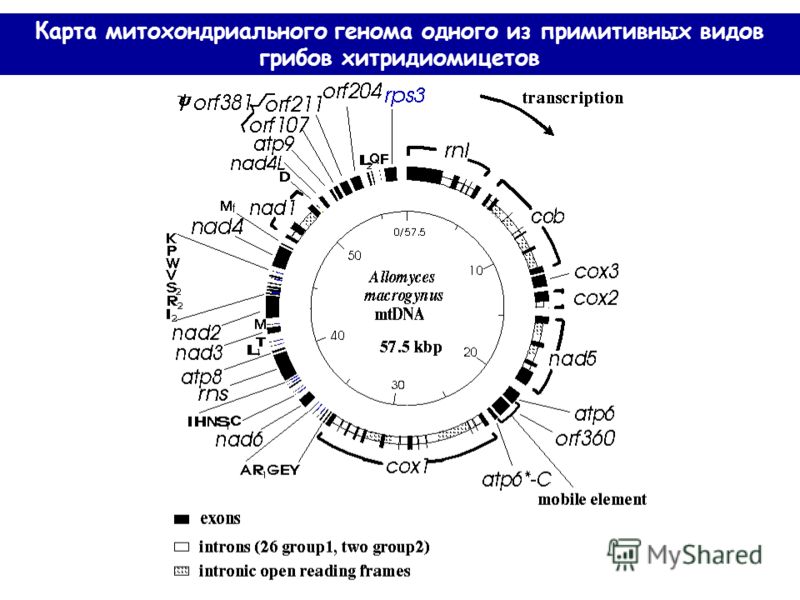 Карта митохондриального генома одного из примитивных видов грибов хитридиомицетов