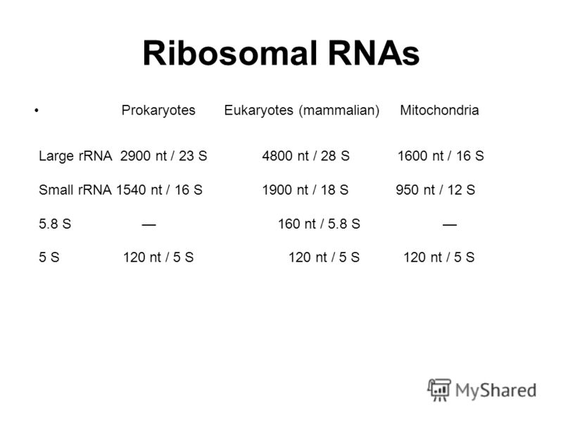Ribosomal RNAs Prokaryotes Eukaryotes (mammalian) Mitochondria Large rRNA 2900 nt / 23 S 4800 nt / 28 S 1600 nt / 16 S Small rRNA 1540 nt / 16 S 1900 nt / 18 S 950 nt / 12 S 5.8 S 160 nt / 5.8 S 5 S 120 nt / 5 S 120 nt / 5 S 120 nt / 5 S