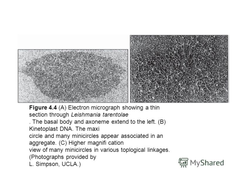 Figure 4.4 (A) Electron micrograph showing a thin section through Leishmania tarentolae. The basal body and axoneme extend to the left. (B) Kinetoplast DNA. The maxi circle and many minicircles appear associated in an aggregate. (C) Higher magnifi ca