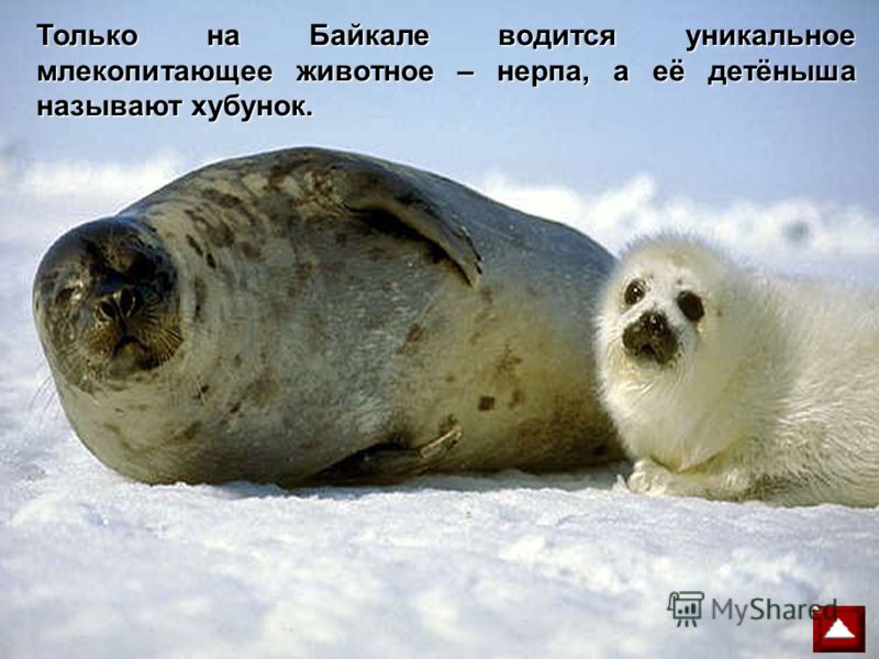 Только на Байкале водится уникальное млекопитающее животное – нерпа, а её детёныша называют хубунок.