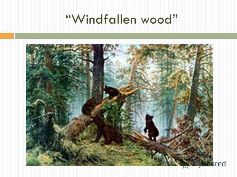 Windfallen wood