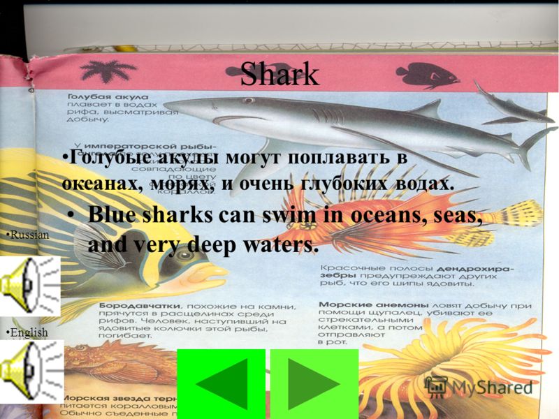 12 Shark Blue sharks can swim in oceans, seas, and very deep waters. Russian English Голубые акулы могут поплавать в океанах, морях, и очень глубоких водах.