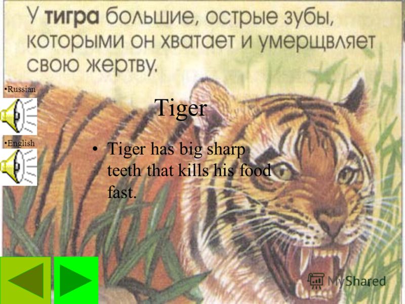 4 Tiger Tiger has big sharp teeth that kills his food fast. Russian English