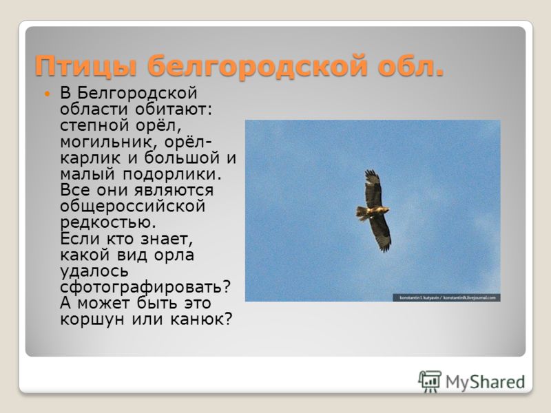 Птицы белгородской области - CollectPhoto.ru