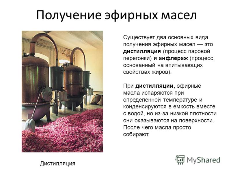 Изготовление в домашних условиях пихтовое масло Изготовление в домашних условиях пихтовое масло