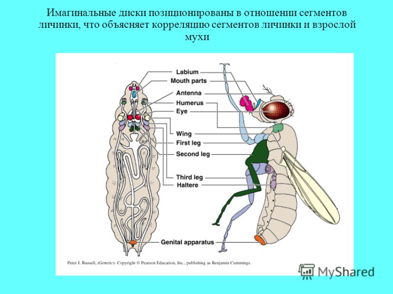 Имагинальные диски позиционированы в отношении сегментов личинки, что объясняет корреляцию сегментов личинки и взрослой мухи