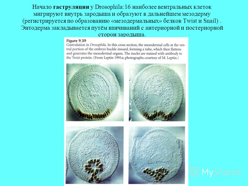Начало гаструляции у Drosophila:16 наиболее вентральных клеток мигрируют внутрь зародыша и образуют в дальнейшем мезодерму (регистрируется по образованию «мезодермальных» белков Twist и Snail). Энтодерма закладывается путём впячиваний с антериорной и