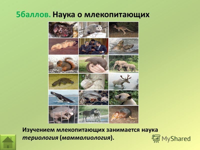 5баллов. Наука о млекопитающих Изучением млекопитающих занимается наука териология (маммалиология).