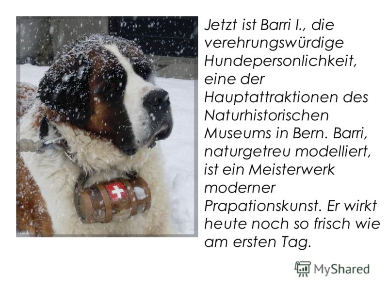 Jetzt ist Barri I., die verehrungswürdige Hundepersonlichkeit, eine der Hauptattraktionen des Naturhistorischen Museums in Bern. Barri, naturgetreu modelliert, ist ein Meisterwerk moderner Prapationskunst. Er wirkt heute noch so frisch wie am ersten 