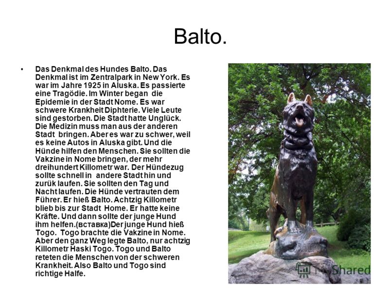 Balto. Das Denkmal des Hundes Balto. Das Denkmal ist im Zentralpark in New York. Es war im Jahre 1925 in Aluska. Es passierte eine Tragödie. Im Winter began die Epidemie in der Stadt Nome. Es war schwere Krankheit Diphterie. Viele Leute sind gestorbe