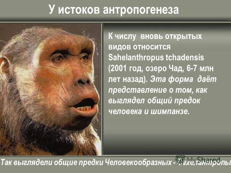 У истоков антропогенеза К числу вновь открытых видов относится Sahelanthropus tchadensis (2001 год, озеро Чад, 6-7 млн лет назад). Эта форма даёт представление о том, как выглядел общий предок человека и шимпанзе. Так выглядели общие предки Человекоо