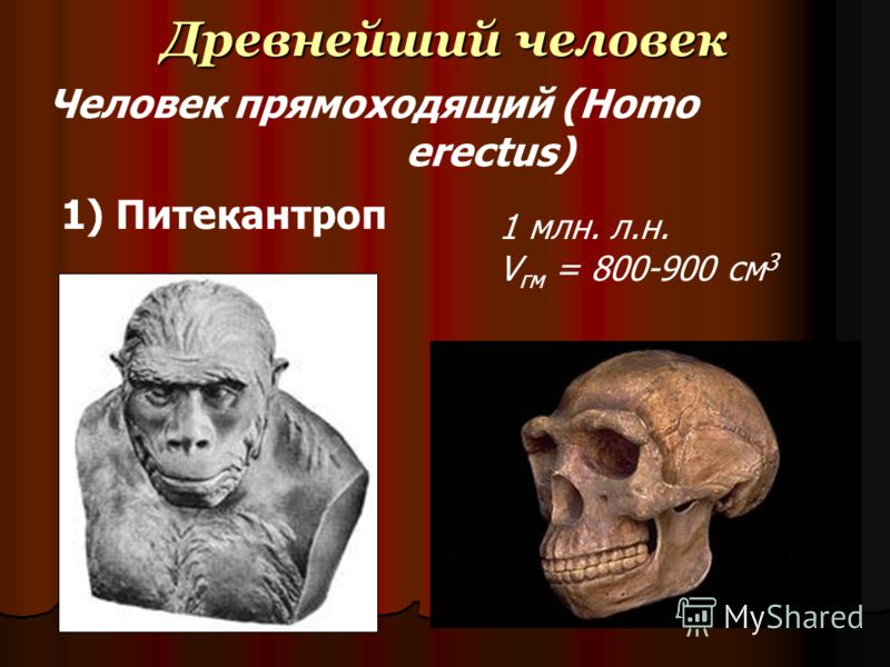 Древнейший человек 1 млн. л.н. V гм = 800-900 см 3 Человек прямоходящий (Homo erectus) 1) Питекантроп