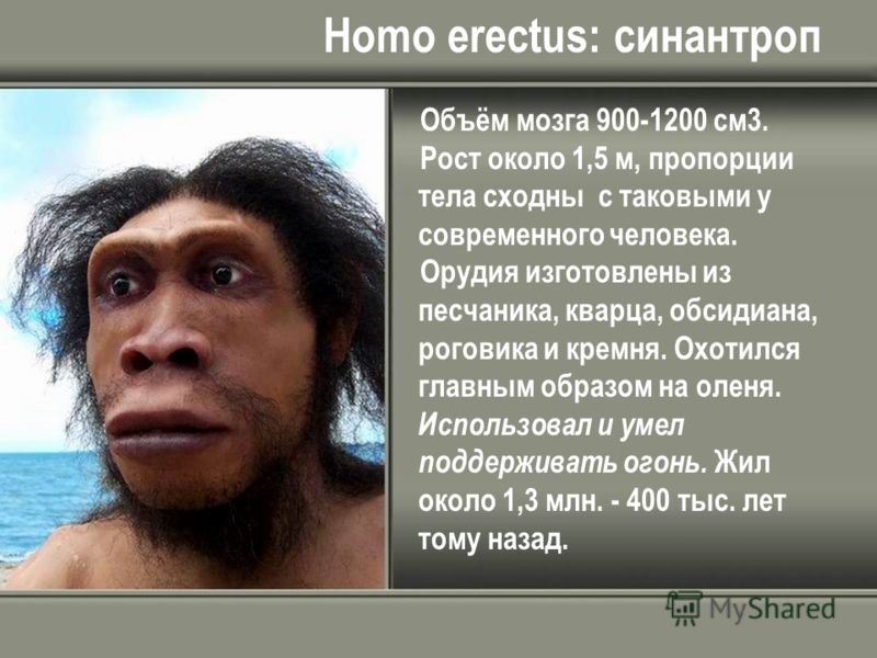 Homo erectus: cинантроп Объём мозга 900-1200 см3. Рост около 1,5 м, пропорции тела сходны с таковыми у современного человека. Орудия изготовлены из песчаника, кварца, обсидиана, роговика и кремня. Охотился главным образом на оленя. Использовал и умел