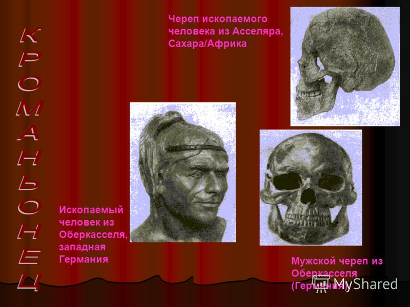 Ископаемый человек из Оберкасселя, западная Германия Череп ископаемого человека из Асселяра, Сахара/Африка Мужской череп из Оберкасселя (Германия)
