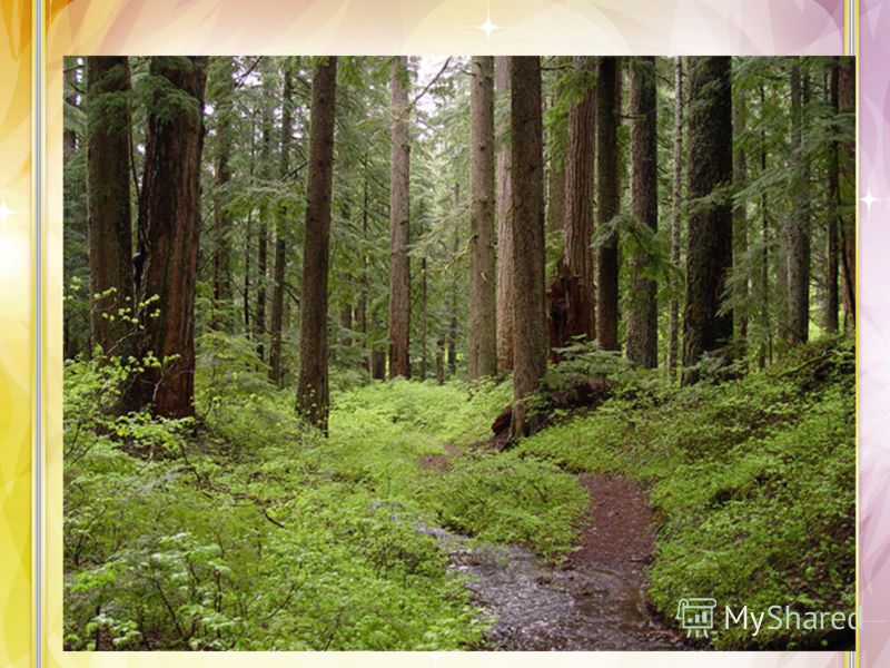 privatization of forests And natural resources privatization furthermore some 65 million hectares of forest have been expropriated to large timber. privatization of forests And natural resources privatization furthermore some 65 million hectares of forest have been expropriated to large timber.