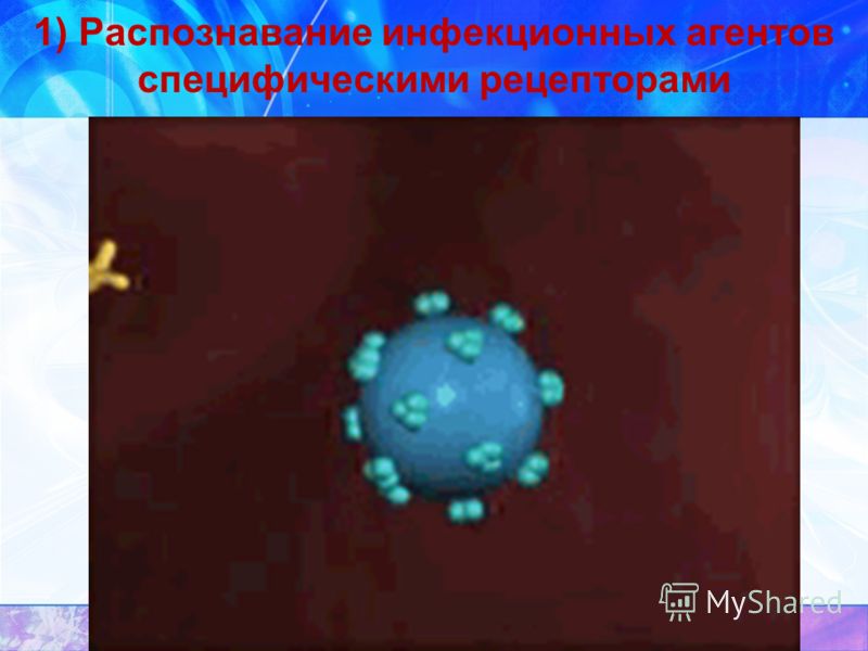 1) Распознавание инфекционных агентов специфическими рецепторами