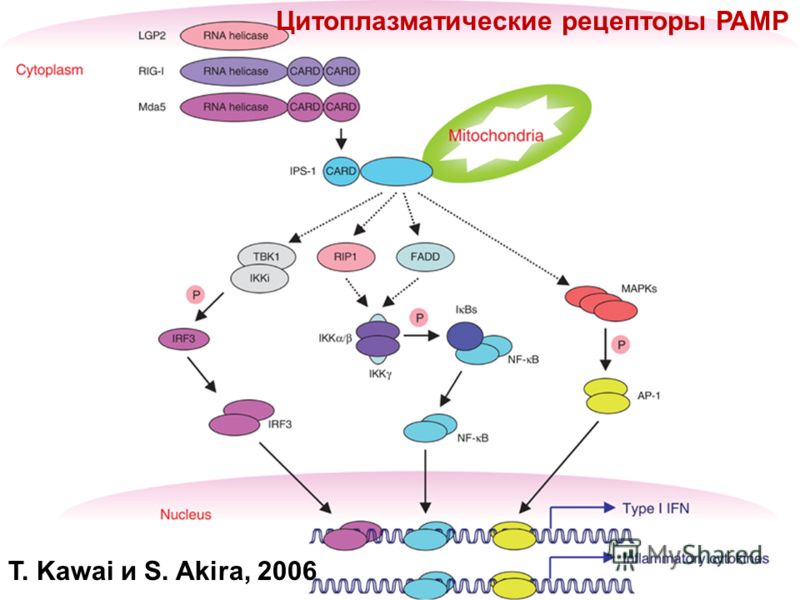T. Kawai и S. Akira, 2006 Цитоплазматические рецепторы РАМР