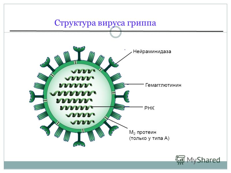 Нейраминидаза Гемагглютинин РНК M 2 протеин (только у типа A) Структура вируса гриппа
