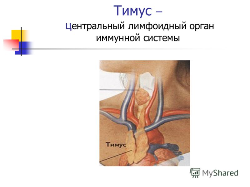 Тимус – ц ентральный лимфоидный орган иммунной системы