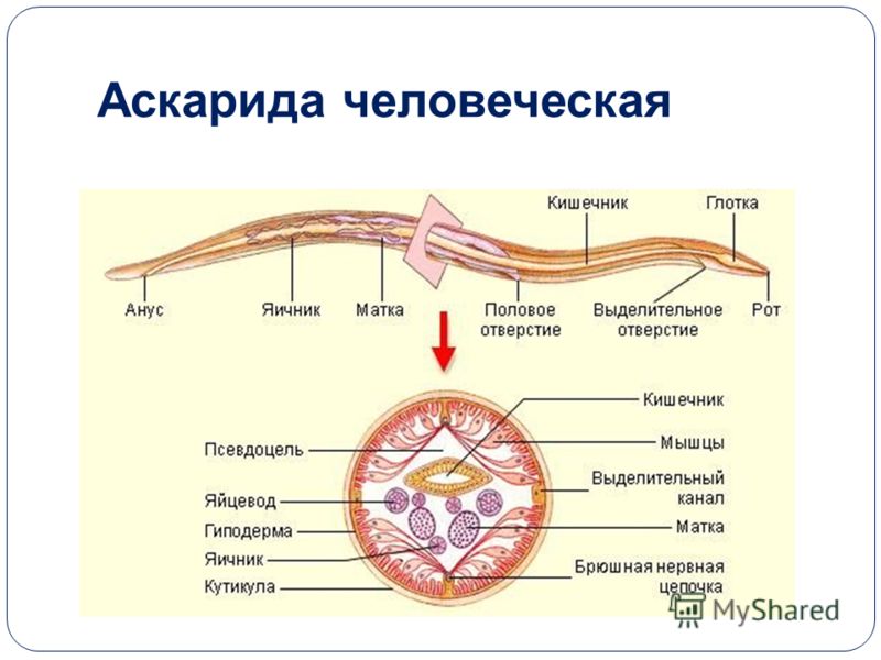 Реферат Про Паразитического Червя Аскарида Реферат Про Паразитического Червя Аскарида
