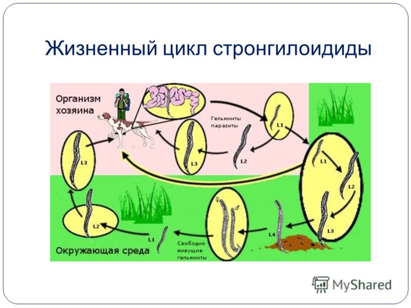 Жизненный цикл стронгилоидиды